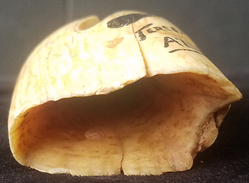 Wonderful 1950's Sperm Whale Tooth Souvenir Ashtray From Terceira Azores